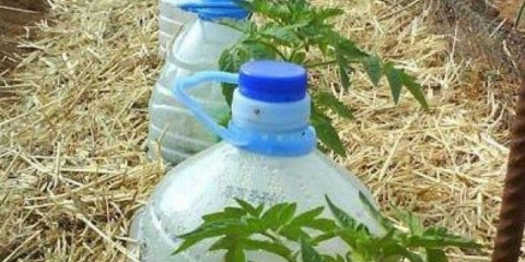 Odkapávání zalévání z plastových lahví v zemi s vlastními rukama